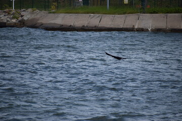 a large whale is swimming in the ocean