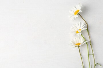 Obraz premium Beautiful chamomile flowers on white wooden table, flat lay. Space for text