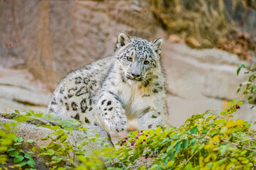 USA, Utah. Captive snow leopard, Hogle Zoo, This endangered cat is native to high altitude in the...