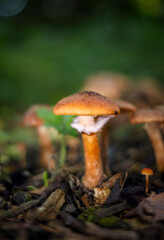 mushroom in the forest