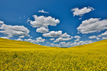 USA, Washington State, Palouse. Canola field