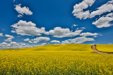 Obraz premium USA, Washington State, Palouse. Dirt road cutting through canola field