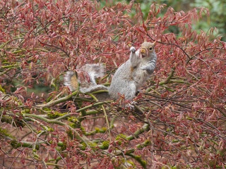 Washington State. Western gray squirrel in lace leaf maple tree eating new leaf shoots