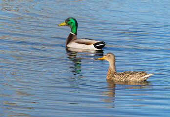 Washington State, Juanita Bay Park. Female and male mallard duck pair swimming
