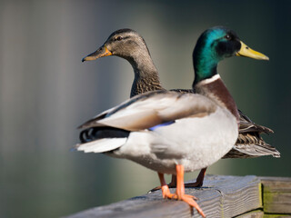 Washington State, Juanita Bay Park. Close-up of female and male mallard ducks standing on wooden railing