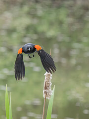 Washington State, Juanita Bay Park. Male red-winged blackbird flying low over the wetland