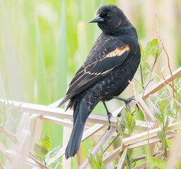 Washington State, Juanita Bay Park. Young female red-winged blackbird standing on dried cattail leaves