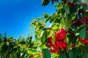 Cherries on the branch, Yakima, Washington State, USA.