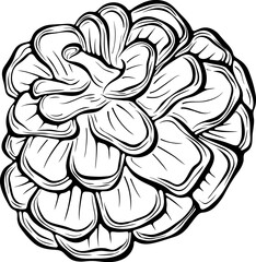 Detailed pine cone. Natural forest element. Vector illustration in hand drawn doodle sketch style. Line art isolated on white for coloring book, print