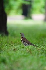 Kwiczoł na zielonym trawniku