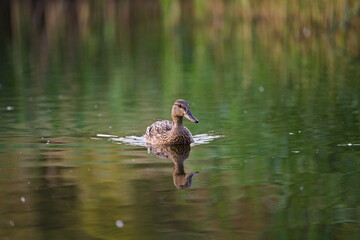 Samica krzyżówki na wodzie