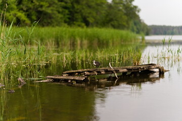 Młoda łyska przy zniszczonym pomoście © Piotr