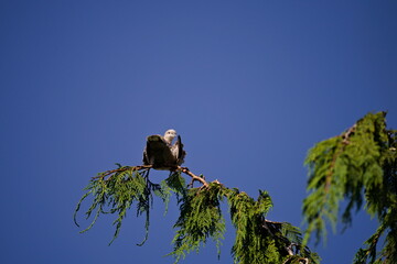 Gołąb Sierpówka na gałęzi cedru na tle nieba © Piotr