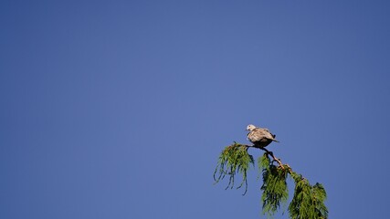Gołąb Sierpówka na gałęzi cedru na tle nieba © Piotr