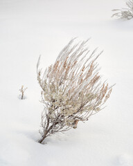 USA, Wyoming, Jackson. Grand Teton National Park, Frosted sagebrush close-up in a snowy landscape