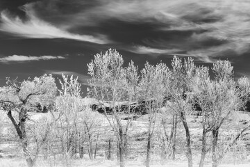 USA, Wyoming, Jackson. Frosty cottonwood trees on a cold but sunny afternoon