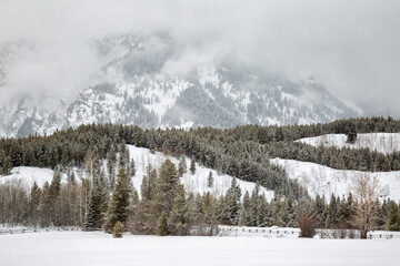 USA, Wyoming, Jackson. Grand Teton National Park, Fog-shrouded mountain and pines from Taggert Lake Trailhead