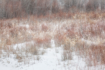 USA, Wyoming, Jackson. Grand Teton National Park, Fresh snowfall on willows and scrub near the Gros Ventre River © Danita Delimont