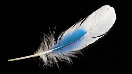 Obraz premium white feather on blue background