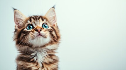 Fototapeta premium A charming kitten gazes upwards with its big blue eyes, showcasing its fluffy fur and intrigued expression against a simple background, radiating innocence and playfulness.