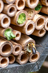 Leaf cutter solitary bee closing nest in wooden bee hotel