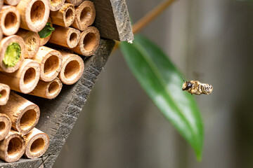Making a bee line for the nest. Solitary bees flying towards wooden bee hotel
