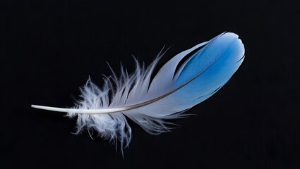 Obraz premium white feather on blue background