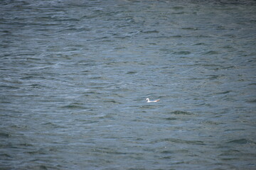 seagull on the water
