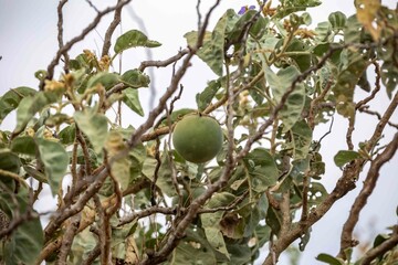 Typical fruit of the Brazilian cerrado biome, fruit of the lobeira tree, Solanum lycocarpum, preferred food of the maned wolf Chrysocyon brachyurus
