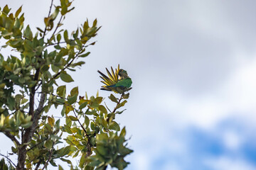 Brazilian king parakeet, star parakeet, star conure, star aratinga, jandaia, macaw and yellow-fronted macaw, Eupsittula aurea
