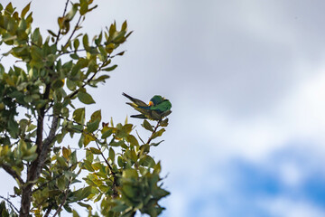 Brazilian king parakeet, star parakeet, star conure, star aratinga, jandaia, macaw and yellow-fronted macaw, Eupsittula aurea