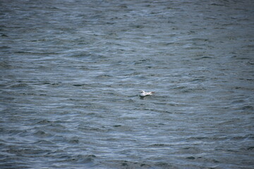 duck in the water