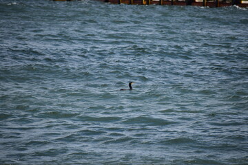 Fototapeta premium seagull in the ocean