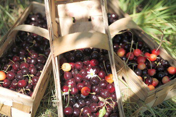 cherries in a basket