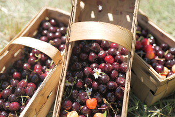 cherries in a basket