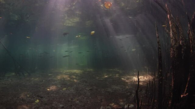 Beams of light filter into a dark mangrove forest found along the island of Lembata in the Lesser Sunda Islands of Indonesia. Mangroves play a vital ecological role and are tied to coral reefs.