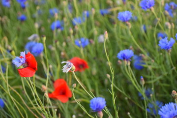 field of red poppies