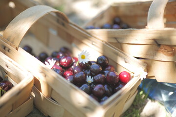 cherries in a basket