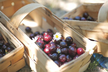 cherries in a basket