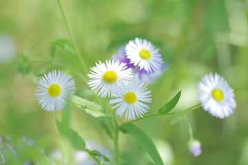 daisies in the grass