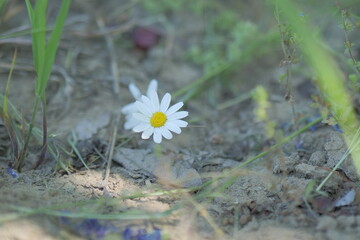 daisy flower in the grass