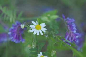 blue and white flower