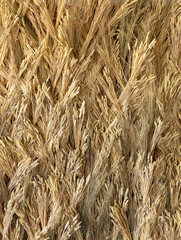 Background of wheat ears.