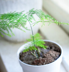 An indoor asparagus plant stands in a pot on a windowsill