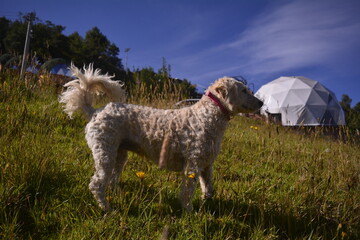Animal en campo