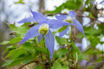 Beautiful purple flowers of wild Clematis occidentalis with foliage grows in the wild, species of flowering plant, known by the common names western blue virginsbower or purple clematis.