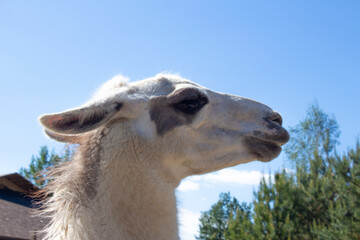 Cute curious llama on a farm. Head of a beautiful llama against a blue sky. Keeping animals in a zoo.