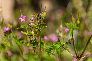 Éclats de nature au cœur du printemps