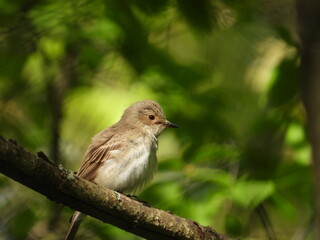 A flycatcher sits on a branch