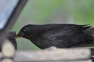 female blackbird sitting in a birdhouse